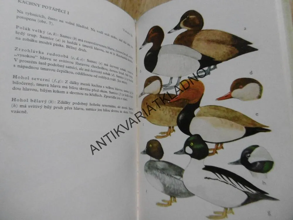 ATLAS VODNÍ PERNATÉ ZVĚŘE, HUDEC, KLÍMA