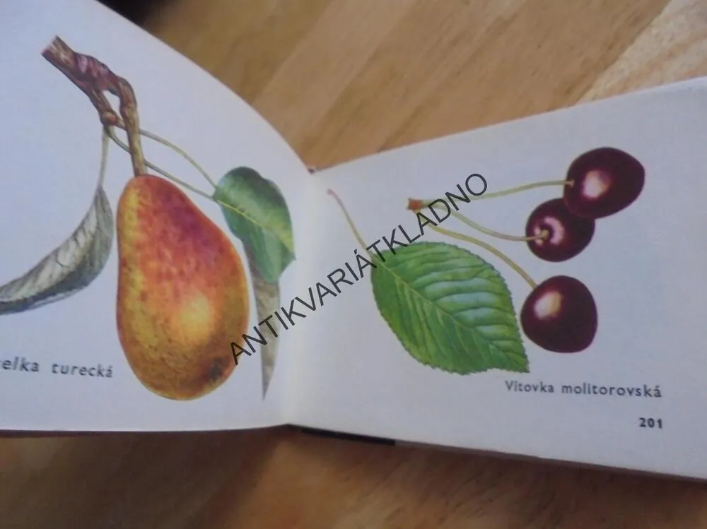 OKO 7 - NEJEN ZLATÁ JABLKA, OVOCNÁŘSTVÍ,JIST