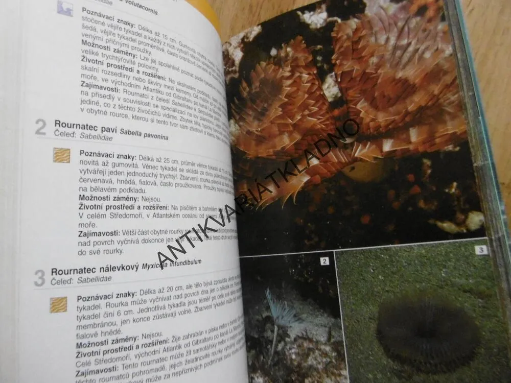 CO ŽIJE VE STŘEDOZEMNÍM MOŘI? BERGBAUER, HUMBERG, **an