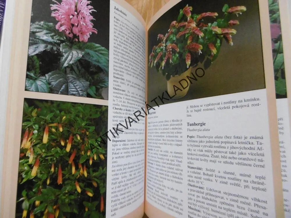POKOJOVÉ ROSTLINY, HERTA SIMONOVÁ, VÝBĚR, PÉČE, KVĚTINY, **an