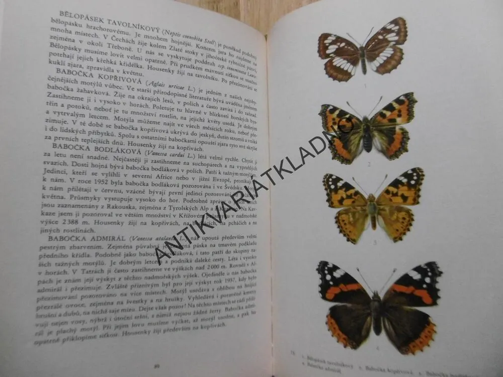 MOTÝLI, JOSEF MOUCHA, FRANTIŠEK PROCHÁZKA, **an