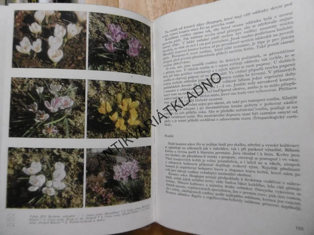 MEČÍKY A OSTATNÍ HLÍZNATÉ KVĚTINY, 1968, VANĚK,**an