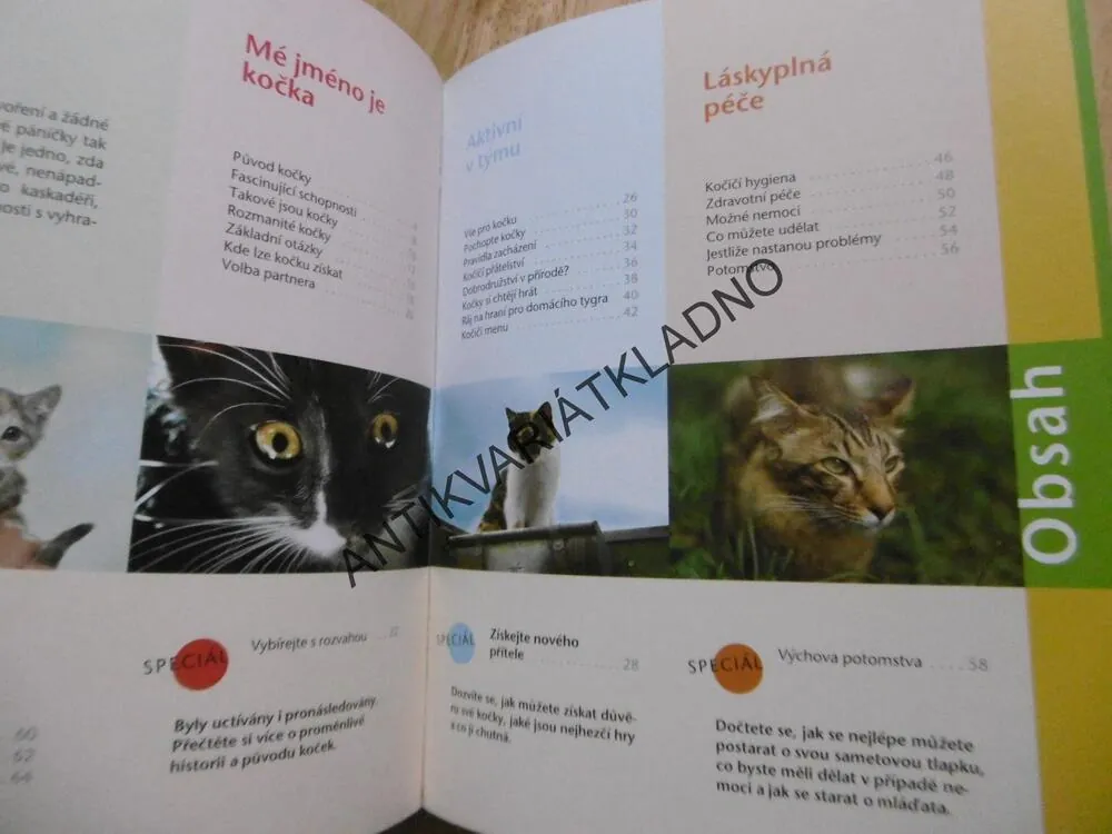KOČKA, SEBEVĚDOMÁ, CHYTRÁ, HRAVÁ, BIRGIT GOLLMANN, **an