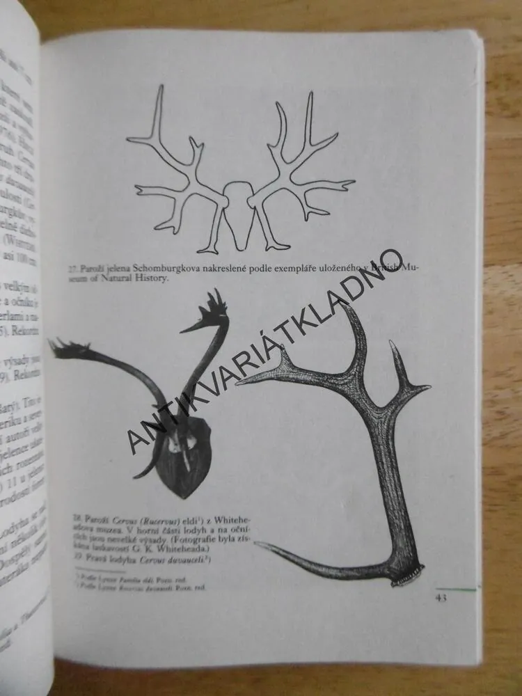 PAROŽÍ JELENOVITÝCH, ZBIGNIEW JACZEWSKI, MYSLIVOST