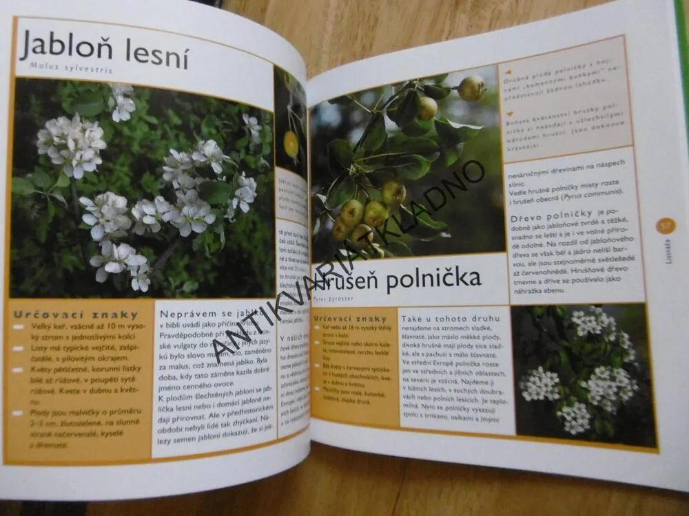STROMY A KEŘE, PRŮVODCE NAŠÍ PŘÍRODOU, M. LOHMANN, **an
