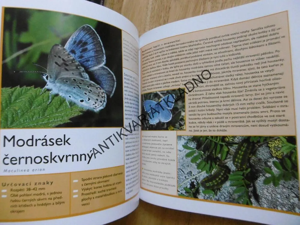 MOTÝLI, PRŮVODCE NAŠÍ PŘÍRODOU, M. LOHMANN, **an
