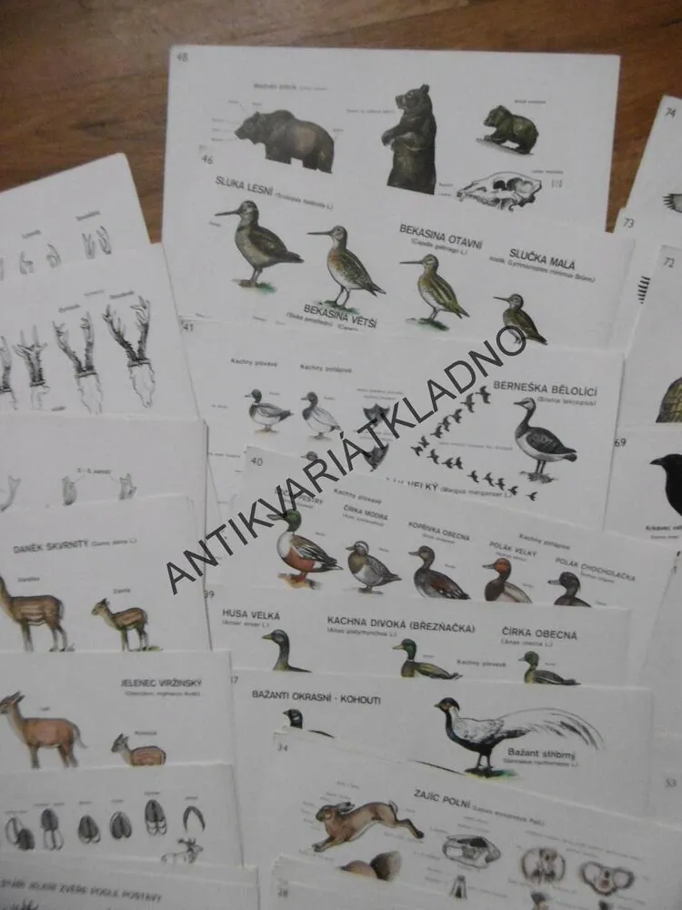 MYSLIVOST V OBRAZECH, ZOOLOGIE, TEXT + KARTY,