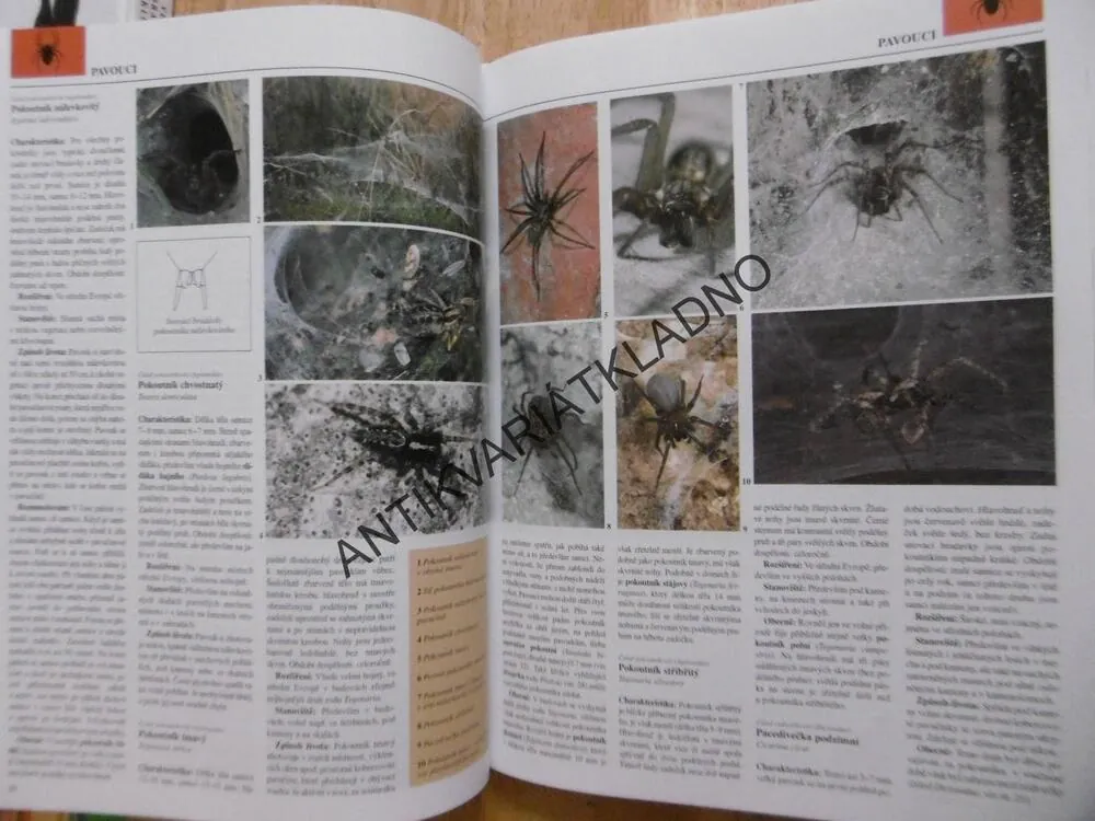 PAVOUKOVCI A DALŠÍ BEZOBRATLÍ, ZOOLOGICKÁ ENCYKLOPEDIE, **an