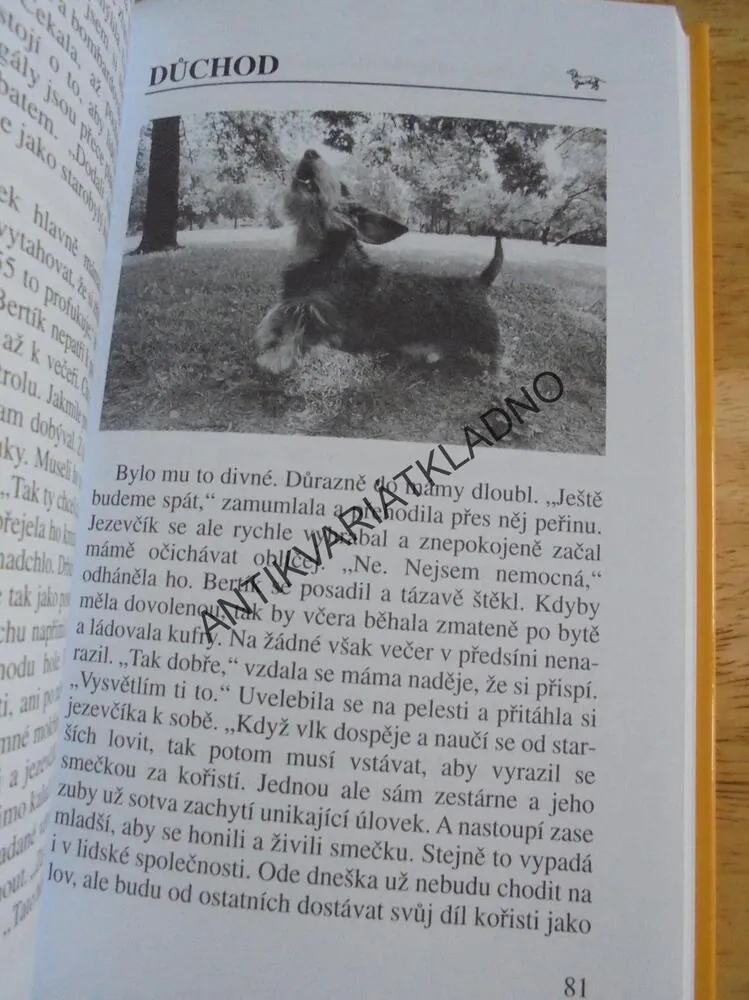 PES V POSTELI, JEZEVČÍK, M. MOUČKOVÁ, **an