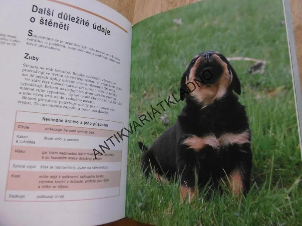 ŠKOLKA PRO ŠTĚŇATA, CELINA DEL AMO, CHOVATELSTVÍ, CHOVATEL, 