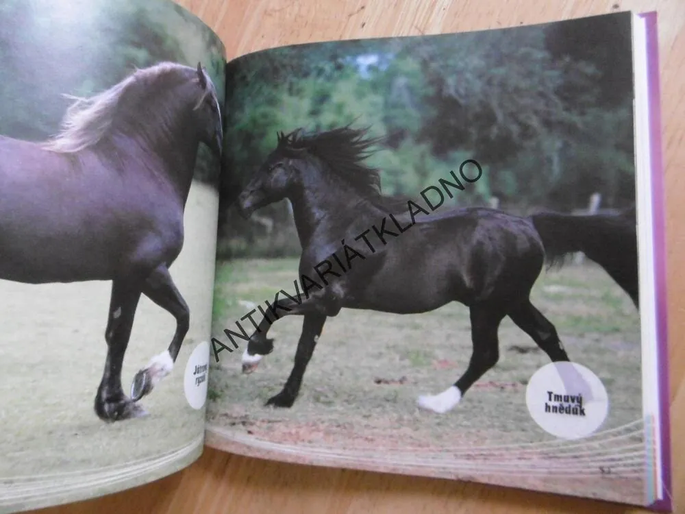 MŮJ PRVNÍ PONÍK, SANDY RANSFORD, **an