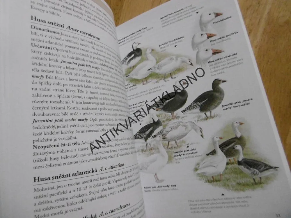 PTÁCI, PŘÍRUČKA URČOVÁNÍ DRUHŮ PTÁKŮ, SE ZAMĚŘENÍM NA PODROBNÝ POPIS SNADNO ZAMĚNITELNÝCH DRUHŮ, **an