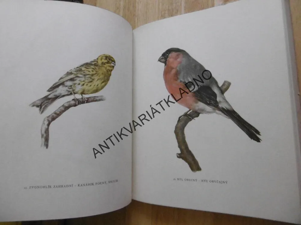 NAŠE CHRÁNĚNÉ A UŽITEČNÉ PTACTVO, ŠTĚPÁNEK, DEMARTINI, **an
