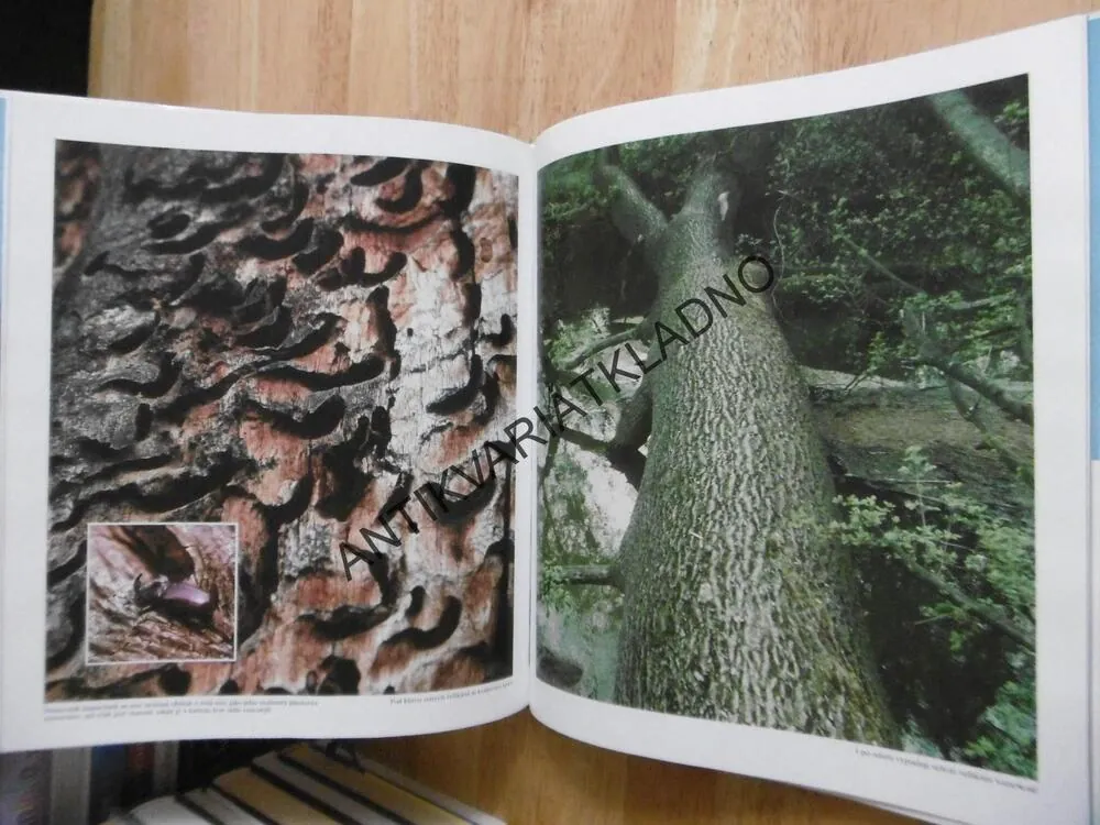 KRAJ PLNÝ JASU, OLDŘICH MIKULICA, JOSEF PTÁČEK, **an