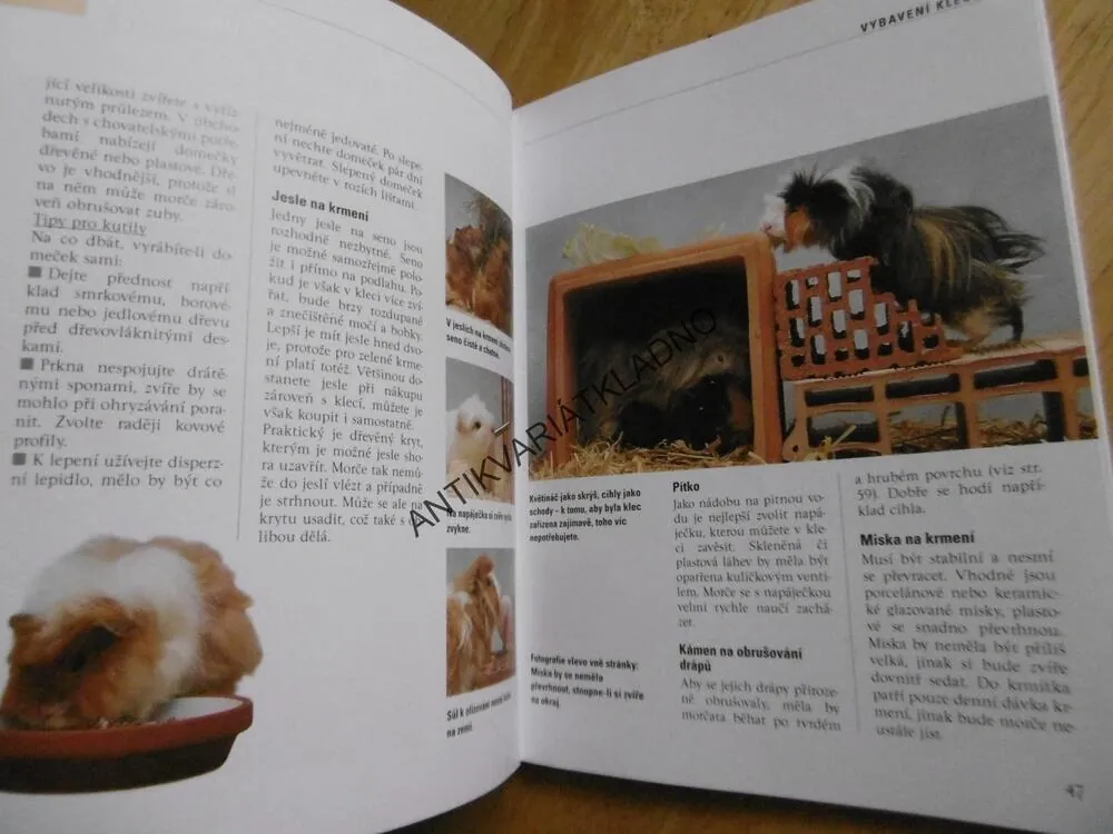 NAŠE MORČE, NAŠE ZVÍŘÁTKO, CHOV, KRMENÍ, VÝCHOVA