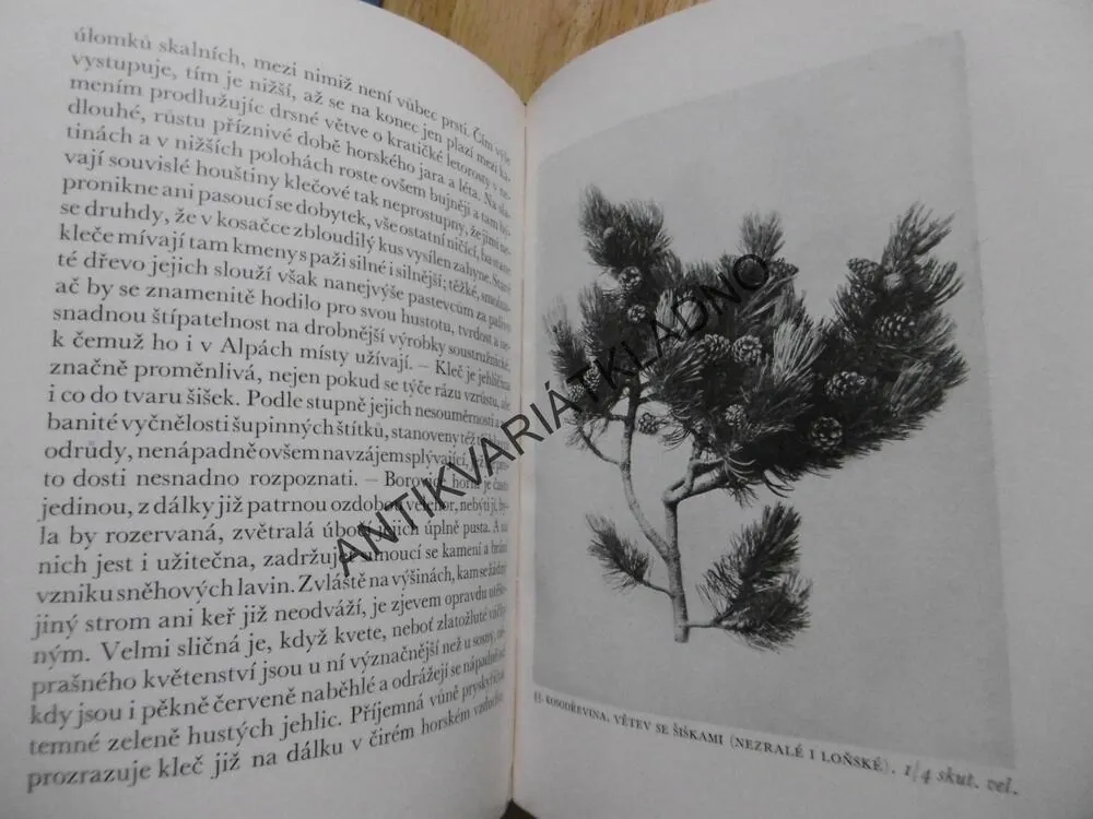 NAŠE JEHLIČINY, JAROSLAV NAUMAN, **an