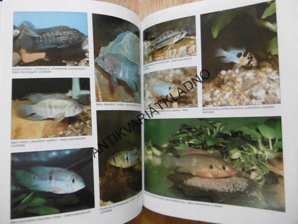 AKVARISTIKA, JAROSLAV HOFMANN, JINDŘICH NOVÁK, **an