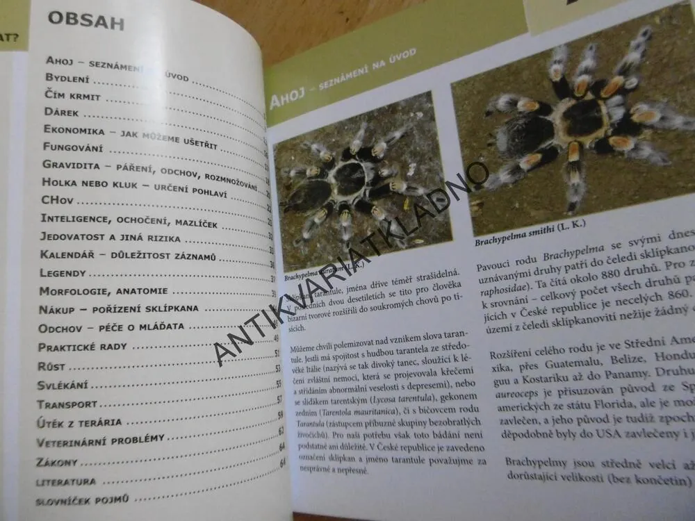 SKLÍPKANI RODU BRACHYPELMA, **an