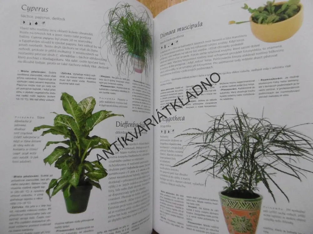 VELKÁ KNIHA POKOJOVÝCH ROSTLIN, MALGORZATA AUGUSTYNOVÁ, **an