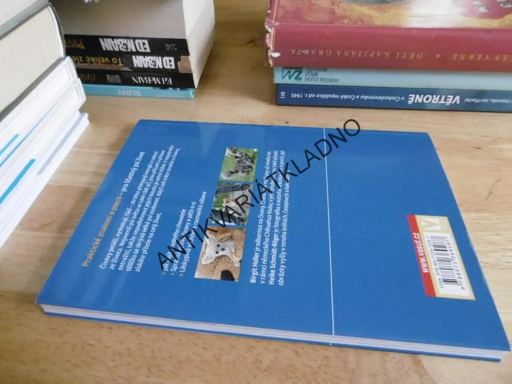 ČIVAVA, B.HOLLER, RASA, PES, **an