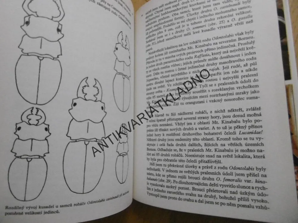 NEJKRÁSNĚJŠÍ BROUCI TROPŮ, JAROSLAV MAREŠ, VLASTIMIL LAPÁČEK, **an