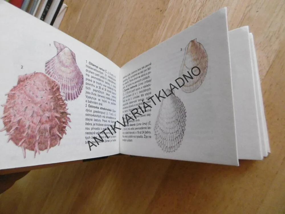 MOŘSKÁ FAUNA A FLÓRA, ALTMAN, EDICE OKO 57, **an