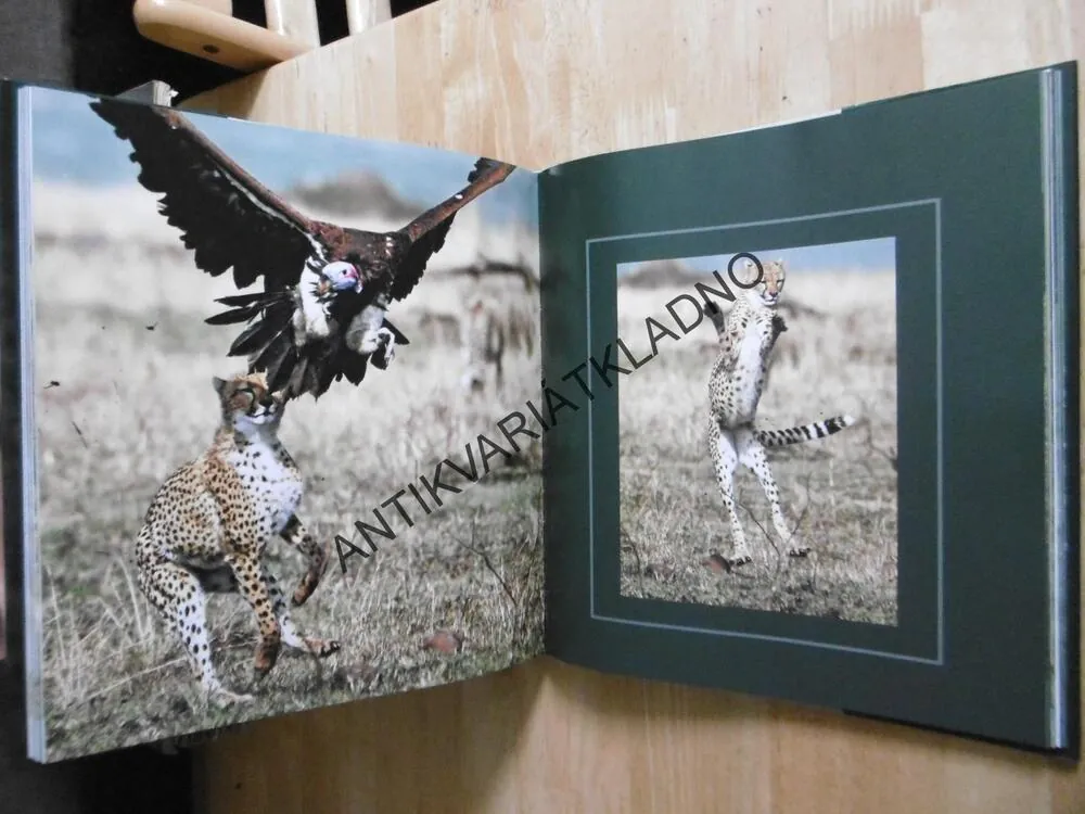 JAKÉ JE TO BÝT GEPARDEM A LEOPARDEM, CHRISTINE A MICHEL DENIS-HUOT, **an