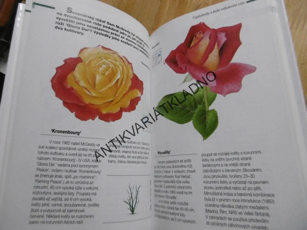 RŮŽE, VÁCLAV VĚTVIČKA, **an