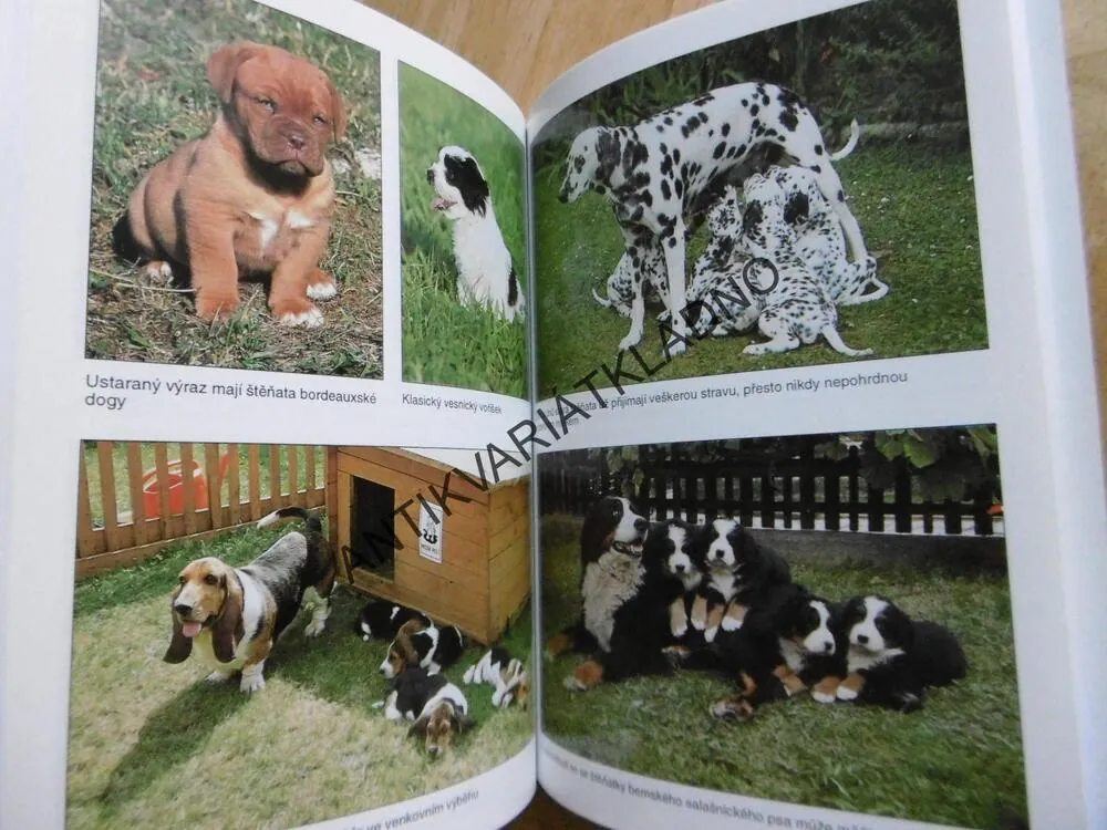ŠTĚŇATA, VÝŽIVA, PÉČE, VÝCHOVA, VLADIMÍRA JESTŘÁBOVÁ, **an