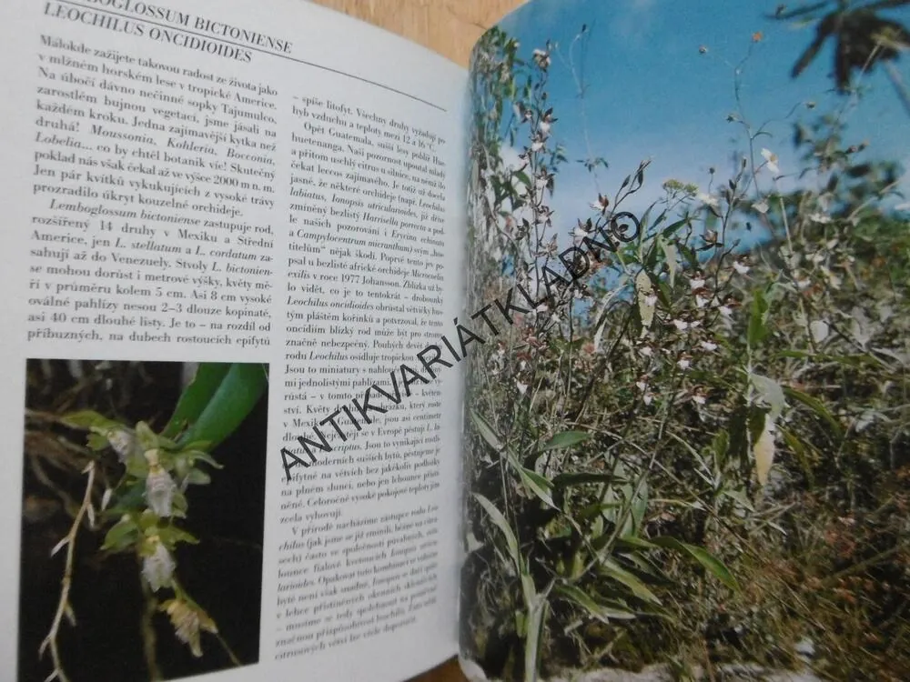 ORCHIDEJE V BYTĚ, J.R. HAAGER, ROMANA OTTOVÁ, **an