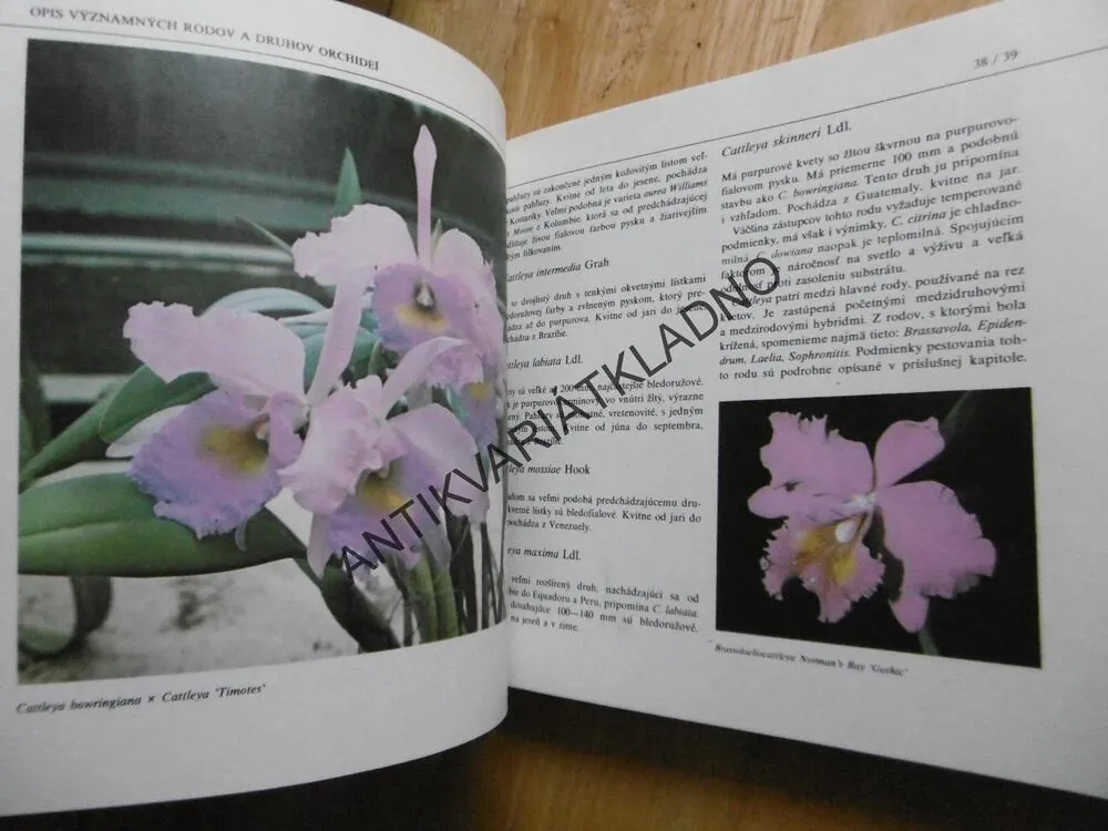 ORCHIDEY, J. ZÁKREJS, SLOVENSKY, **an