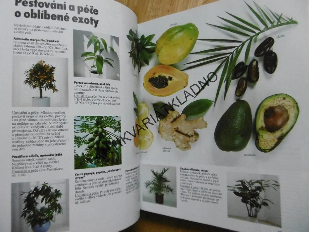 POKOJOVÉ ROSTLINY, HALINA HEITZOVÁ, **an