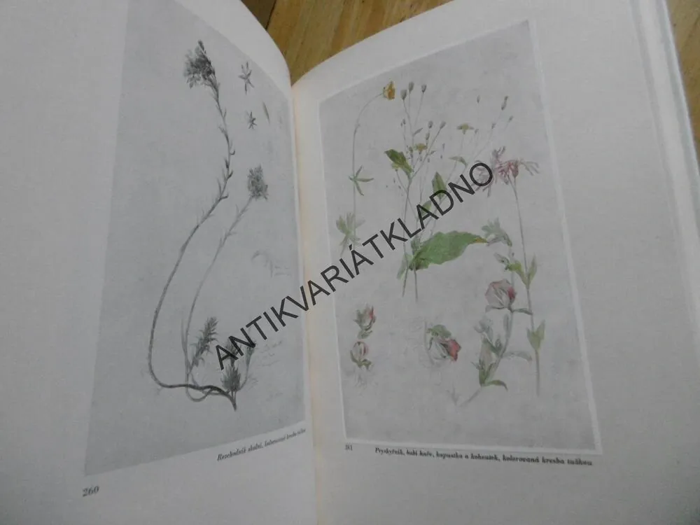 JOSEF MÁNES, JAROMÍR PEČÍRKA, **an