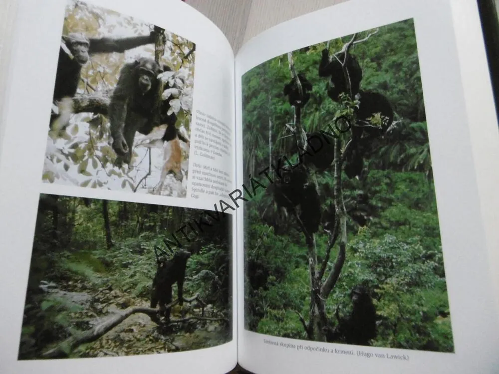 POHLED OKNEM, JANE GOODALLOVÁ