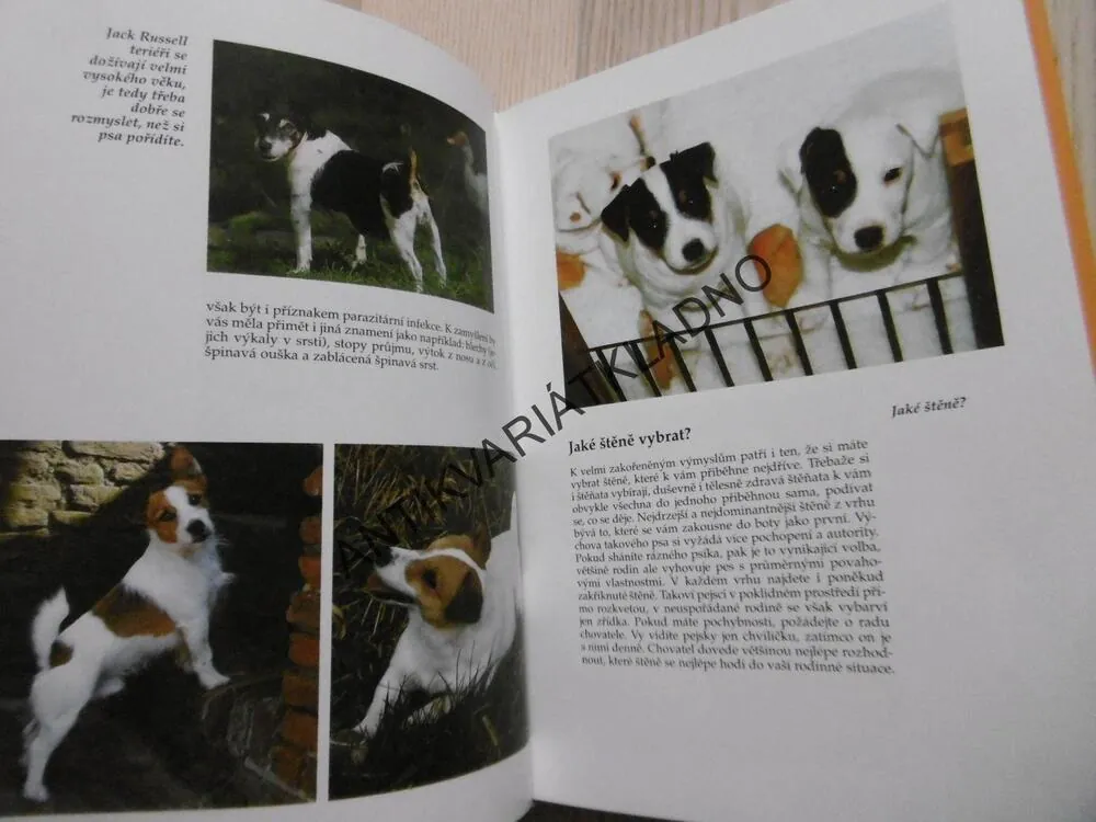 JACK RUSSELL TERIÉR, ESTER VERHOEF-VERHALLEN, PES, CHOVATEL, BRUCE FOGLE, PŘÍRUČKY PRO CHOVATELE PSŮ, **an