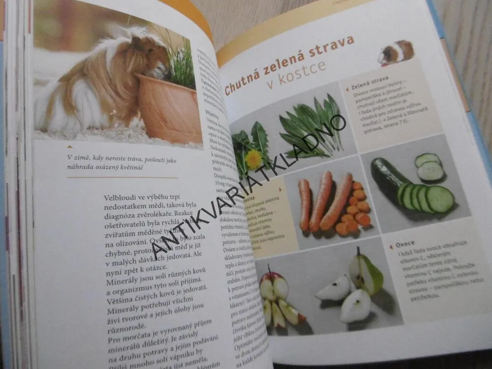 VAŠE MORČE, VAŠE ZVÍŘÁTKO, IMMANUEL BIRMELIN, CHOV, KRMENÍ, VÝCHOVA,**an