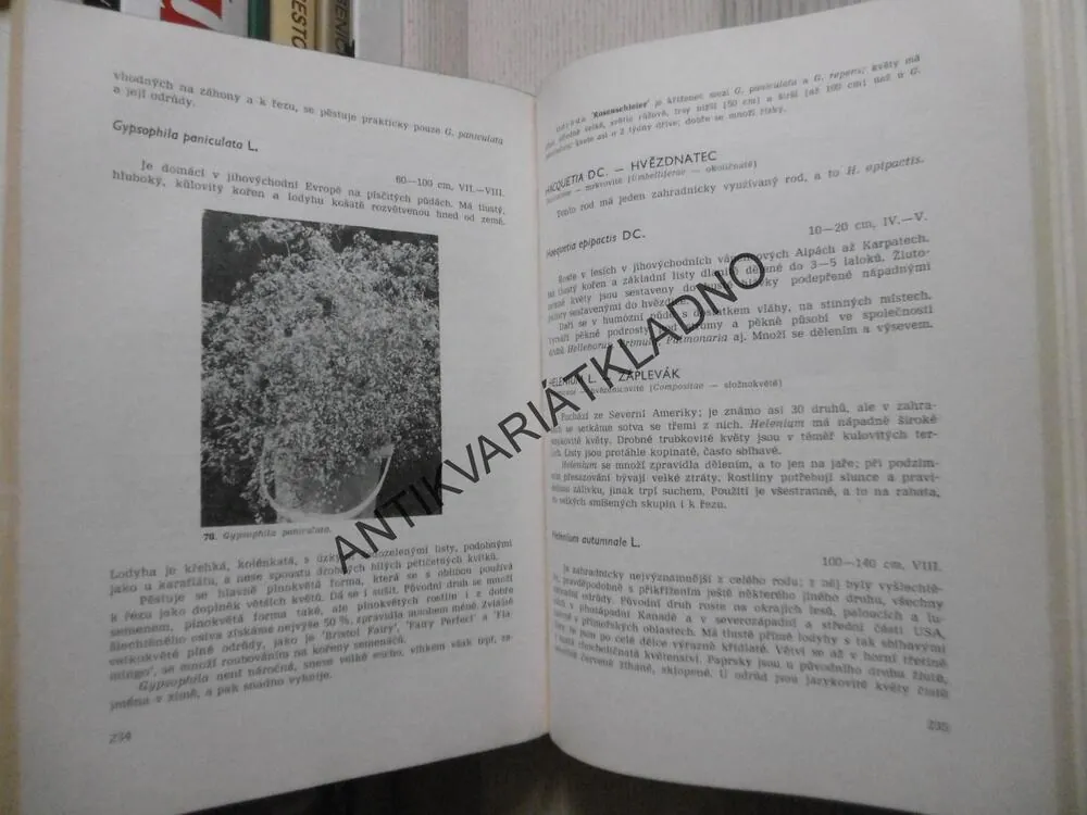 TRVALKY V ZAHRADĚ, VANĚK 1973, **an