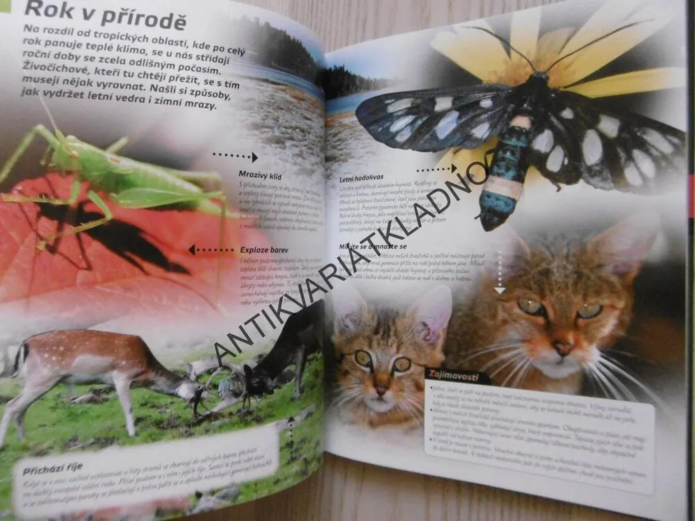 ZVÍŘATA, FAKTA A ZAJÍMAVOSTI ČR A CELÉHO SVĚTA, MICHAEL FOKT, **an