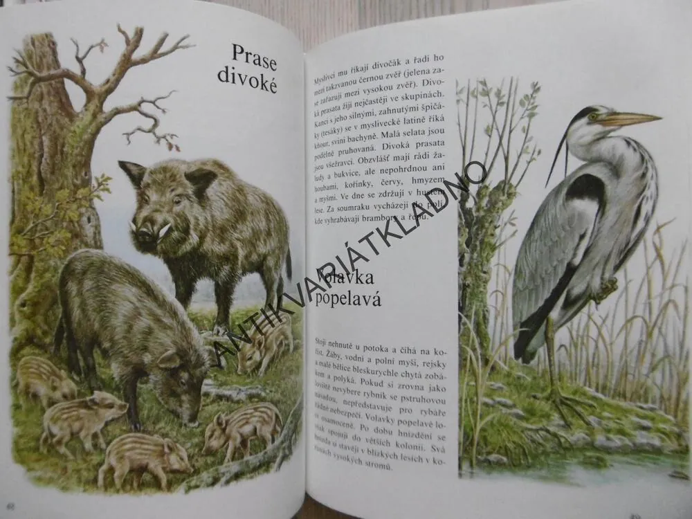 MŮJ BAREVNÝ ATLAS ZVÍŘAT, ERNEST W. BAUER, **an