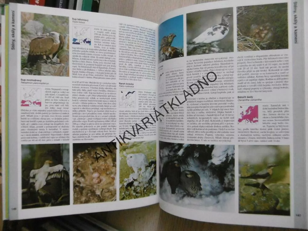PTÁCI, STEINBACHŮV VELKÝ PRŮVODCE PŘÍRODOU, REINHARD WITT, **an