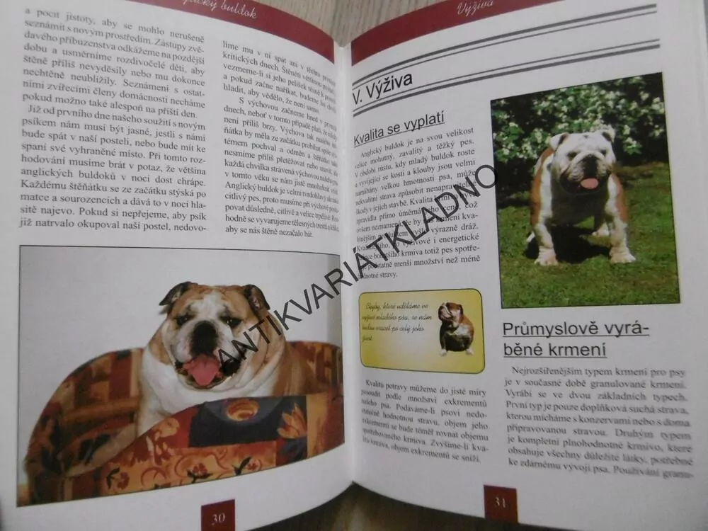 ANGLICKÝ BULDOK, VÝBĚR, VÝCHOVA, PÉČE, CHOV, VÝSTAVY, KATEŘINA SOJKOVÁ, **an