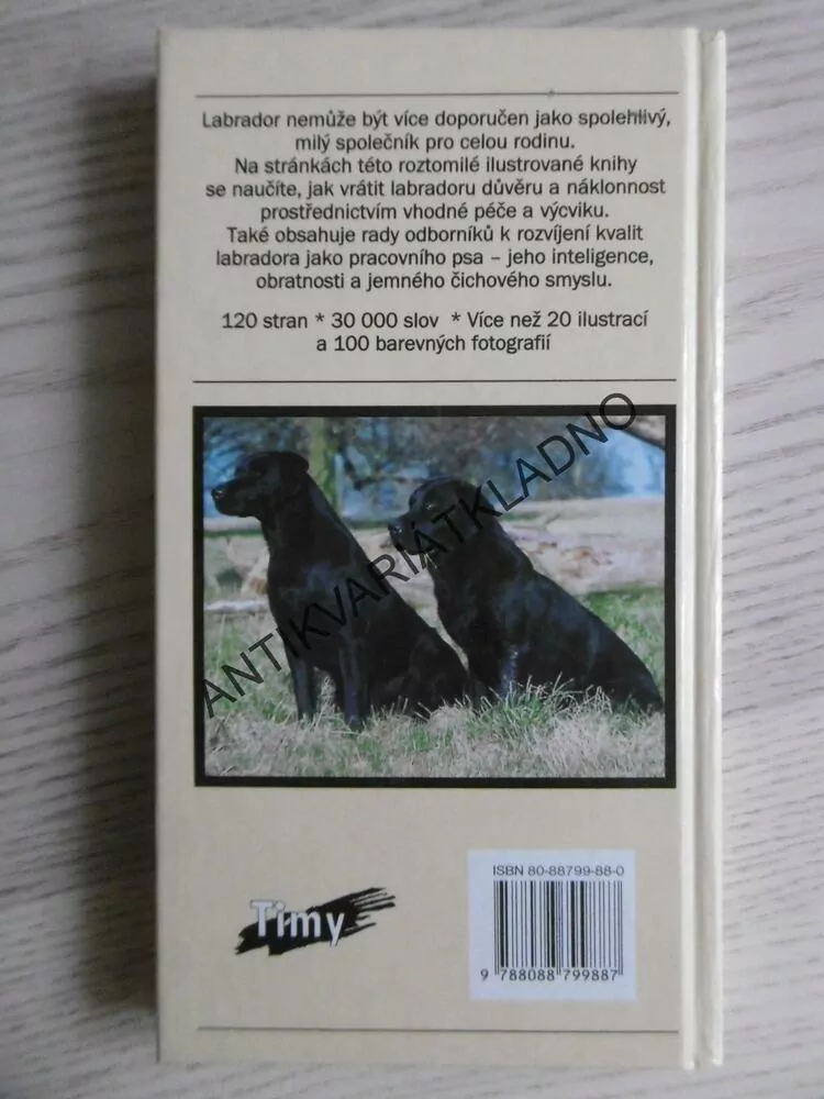LABRADORSKÝ RETRÍVR, MARJORIE SATTERTHWAITEOVÁ, **an