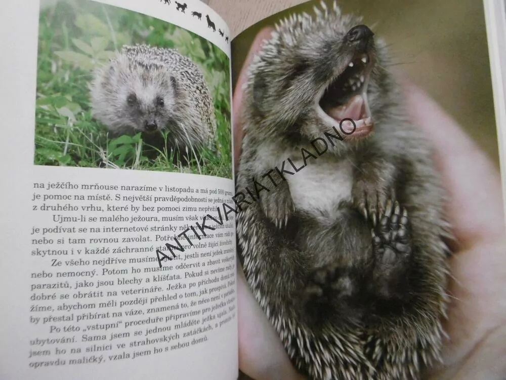 CHCETE MĚ?, JANA ZAKARIA ZVONÍČKOVÁ, **an