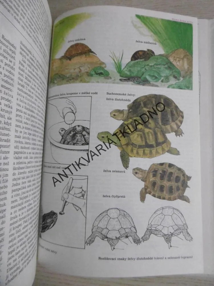 MALÁ TAJEMSTVÍ PŘÍRODY, DOBRORUKOVÁ, DOBRORUKA, P.ROB, **an