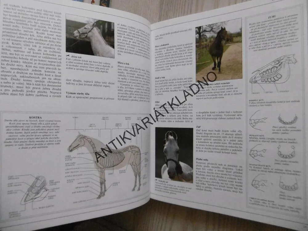 VELKÁ KNIHA O KONÍCH, ELWYN HARTLEY EDWARDS, **an