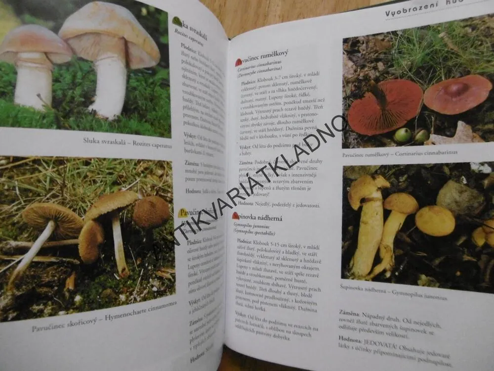 HOUBY,MARTIN KNOOP, URČOVÁNÍ, SBĚR, PŘÍPRAVA, MYKOLOGIE, **an