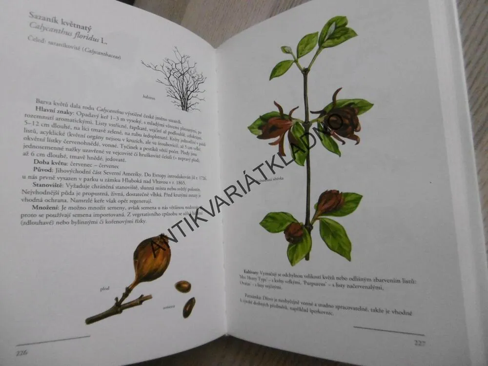 OKRASNÉ KEŘE A JEJICH POUŽITÍ V ILUSTRACÍCH ANNY SKOUMALOVÉ, VÁCLAV ZELENÝ, ANNA SKALICKÁ, **an