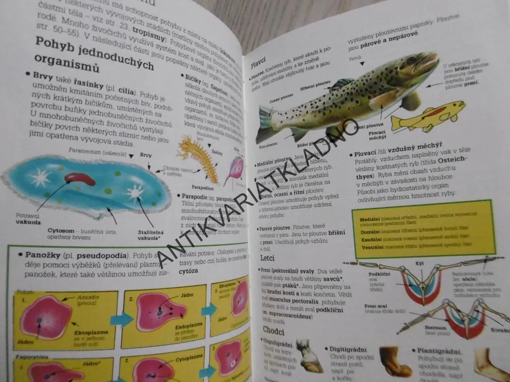 ILUSTROVANÝ PŘEHLED BIOLOGIE, CORINNE STOCKLEY, **an