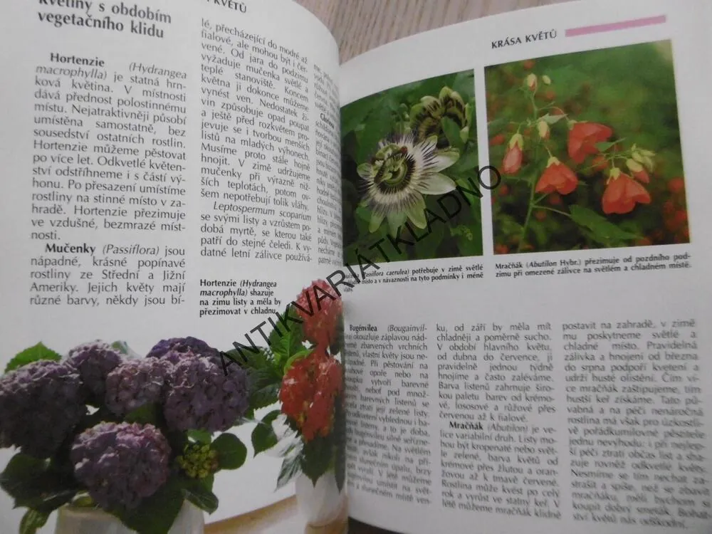 ROK S POKOJOVÝMI ROSTLINAMI, ELISABETH MANKE, **an