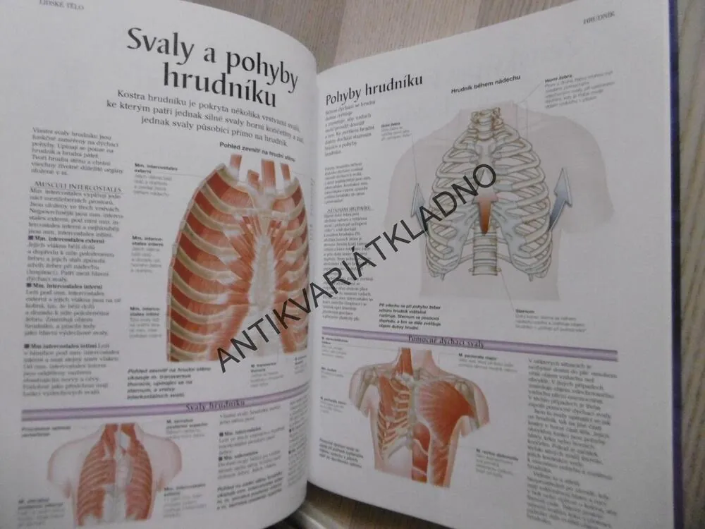 LIDSKÉ TĚLO, ATLAS ANATOMIE ČLOVĚKA, **an